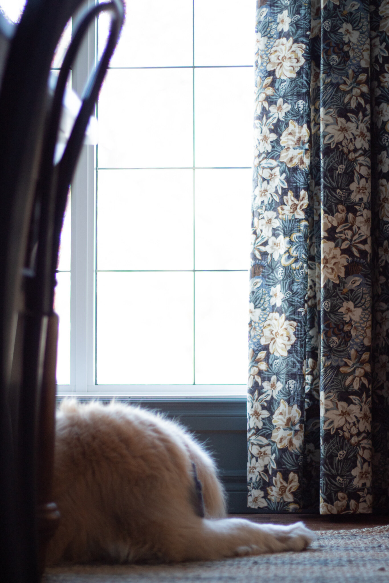 window with blue and beige floral curtains and golden retriever laying on the floor in front of window