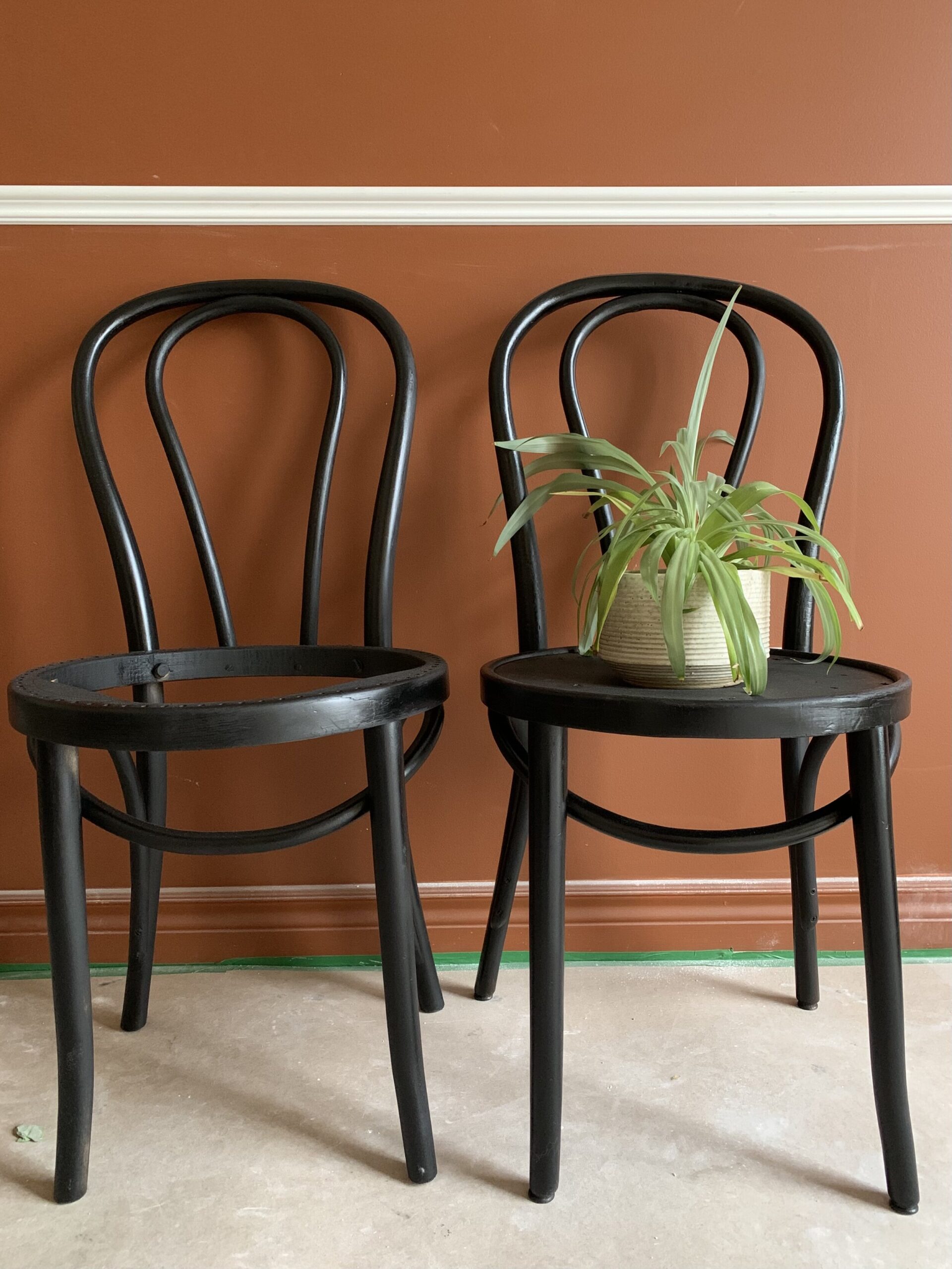 Two bentwood chairs, black, one with a plant on the seat