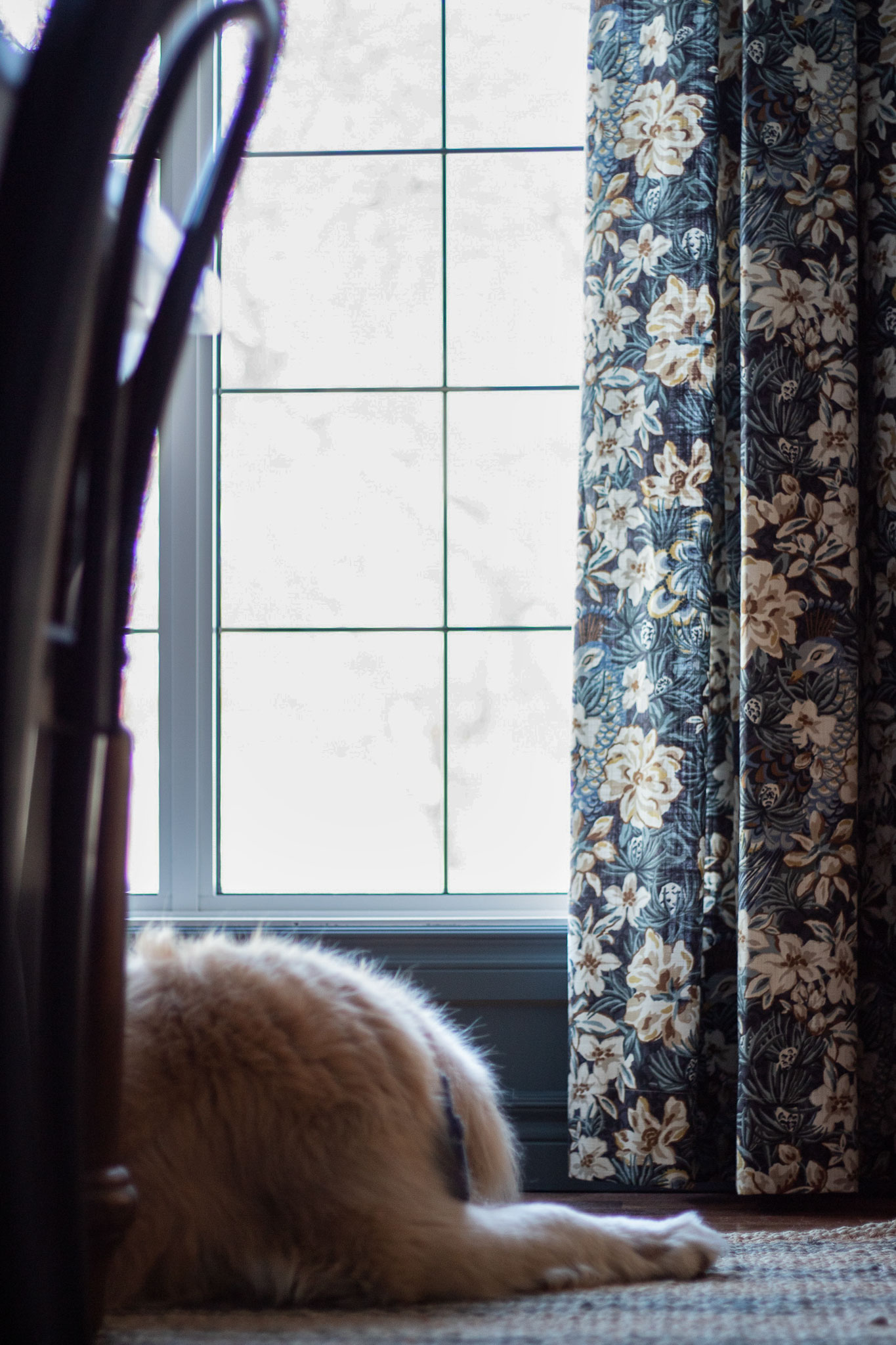 window with floral curtains almost touching the ground, dog sleeping on striped jute rug in front of window