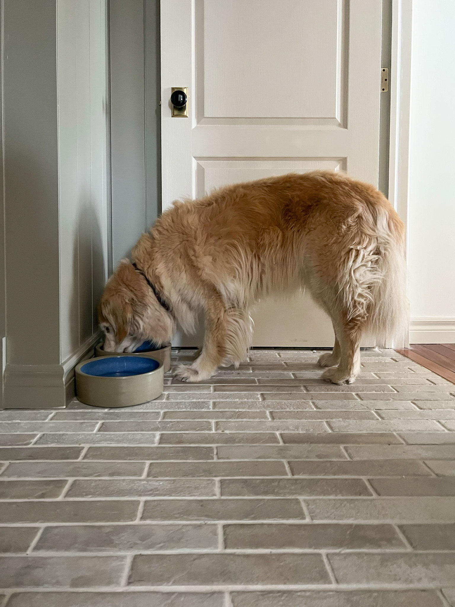Dog eating out of ceramic bowls, beige brick tile floor and shiplap walls