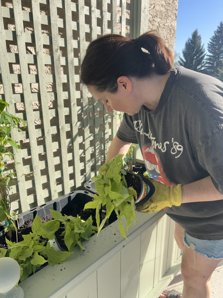 Virginia creeper is planted in the DIY tall planter boxes.