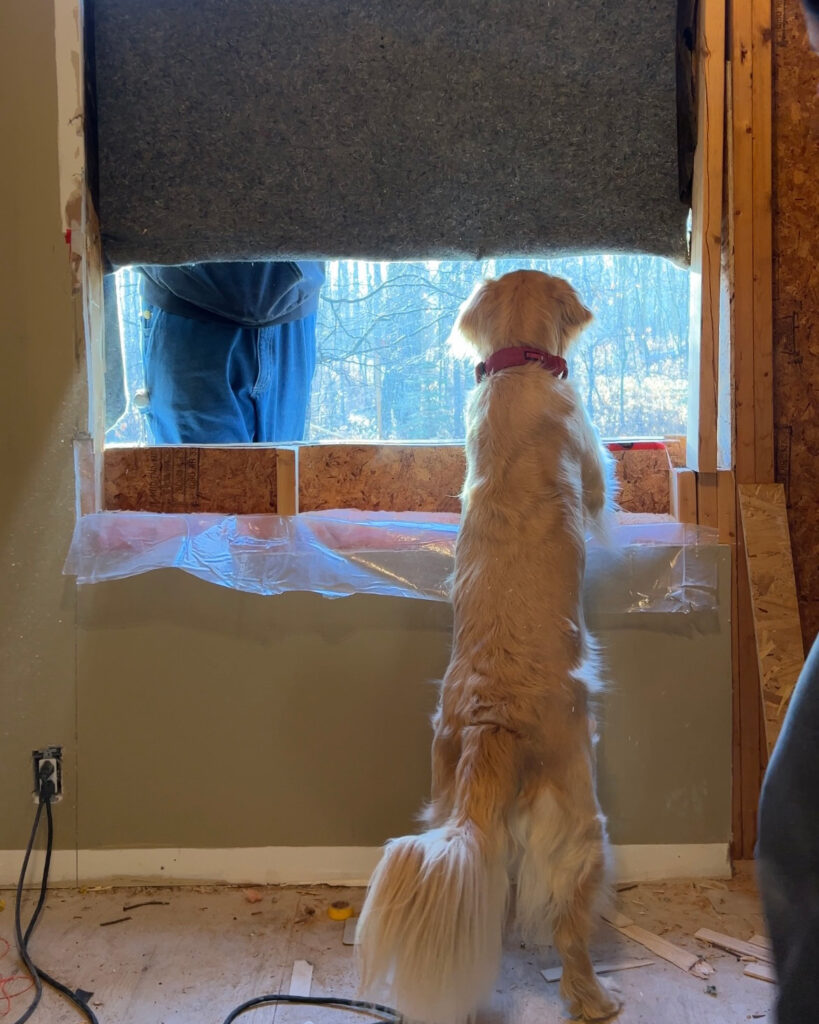 Dog peeking out hole in house